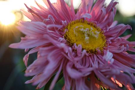 Rosarote Aster im Gegenlicht