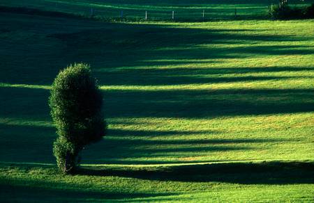 Sommerliche Almenlandschaft mit Baum