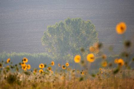 Sommerliche Landschaft in Umbrien mit Sonnenblumen
