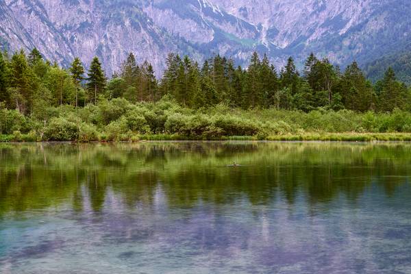 Uferlandschaft spiegelt sich im Almsee von Robert Kalb