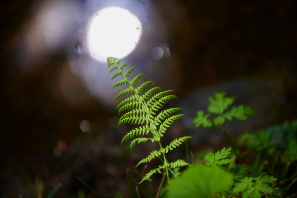 Waldfarn am Ufer eines Sees von Robert Kalb