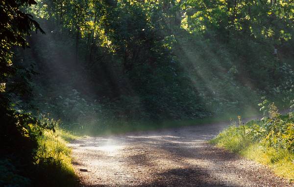 Wanderweg durch einen Wald mit Sonnenstrahlen von Robert Kalb