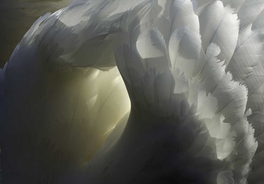 Heiligtum von Robert Pearce