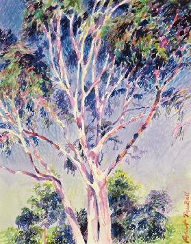 Gum Tree, Australia