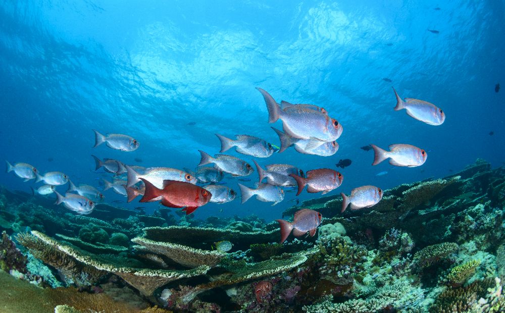 Enchanthed Gardens von Roberto Marchegiani