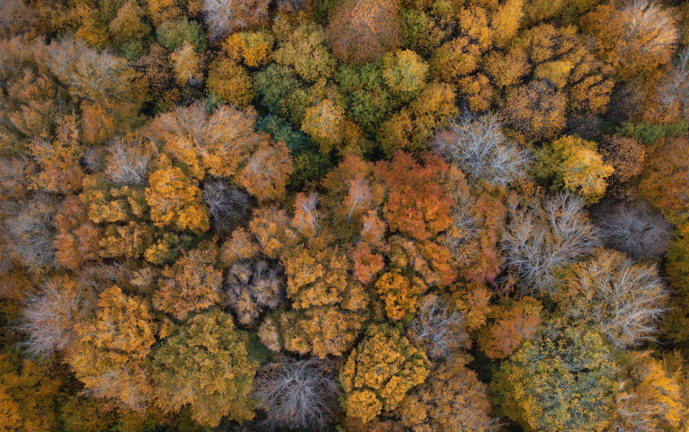 Autumn Colors von Roberto Marchegiani