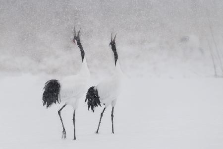 Japanes Cranes