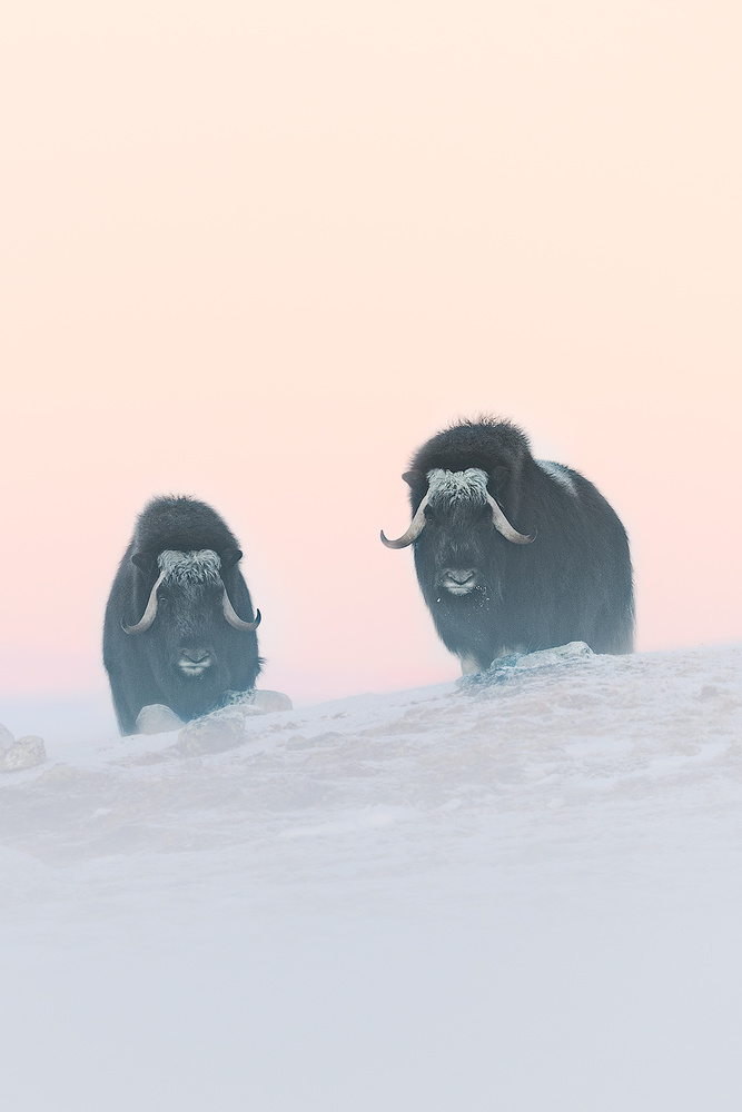 Muskox von Roberto Marchegiani