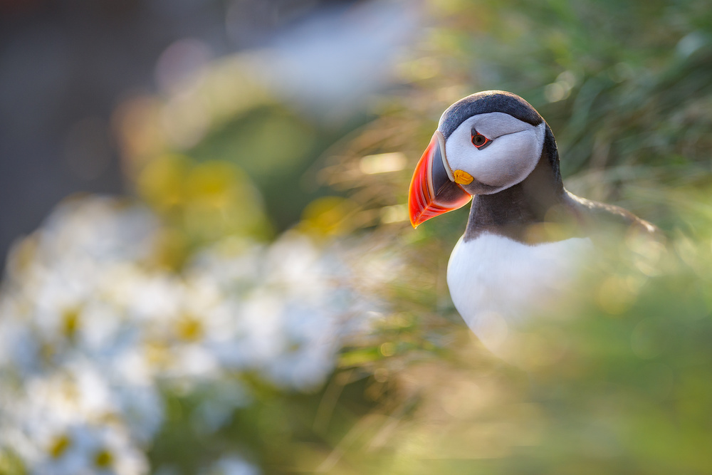 Puffin von Roberto Marchegiani