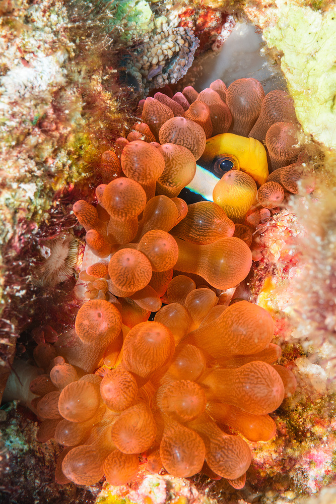 Red Anemone von Roberto Marchegiani