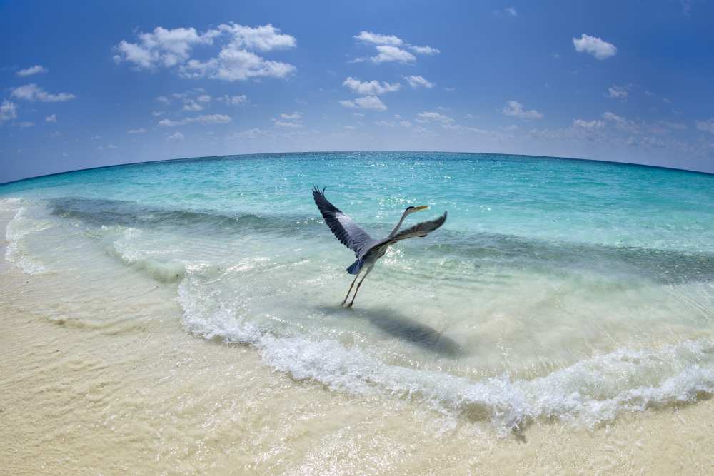 Take-off von Roberto Marchegiani