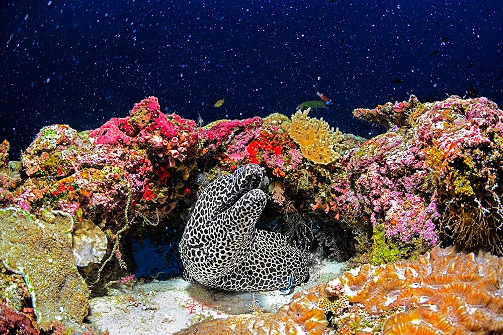 Unter dem Stern von Roberto Marchegiani