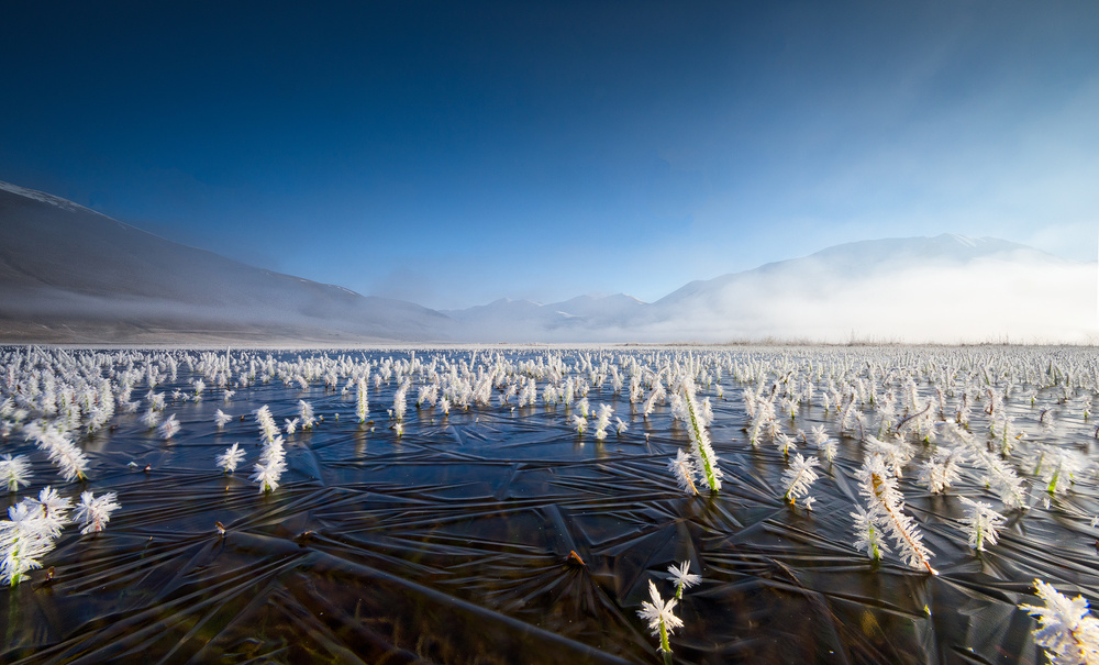 White forest von Roberto Marchegiani
