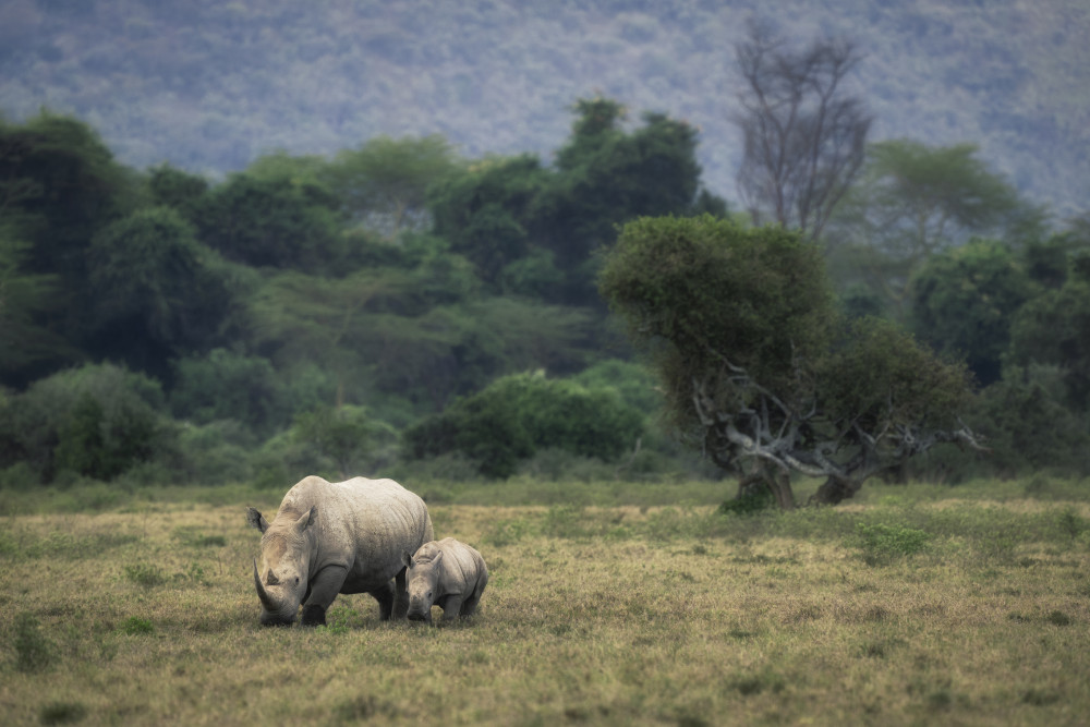 White Rhino von Roberto Marchegiani