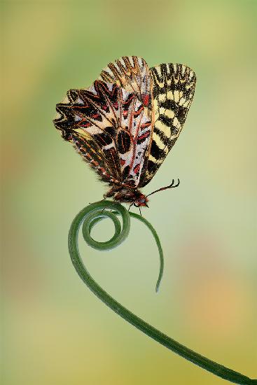 ....six.... (Zerynthia polyxena)