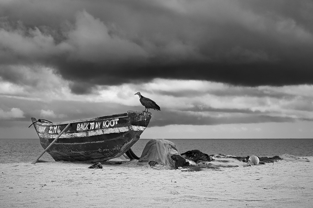 Back to my root von Roberto Sias