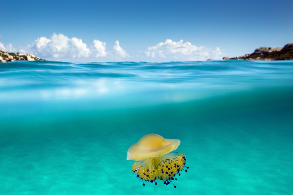 The Dangerous Encounter von Roberto Sysa Moiola