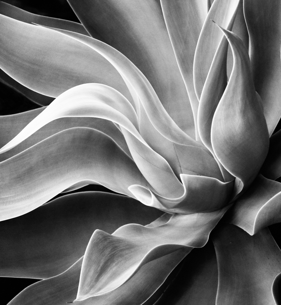 Agave Abstract, Summer 2022 von Robin Wechsler