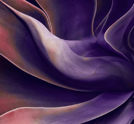 Agave in shades of violet
