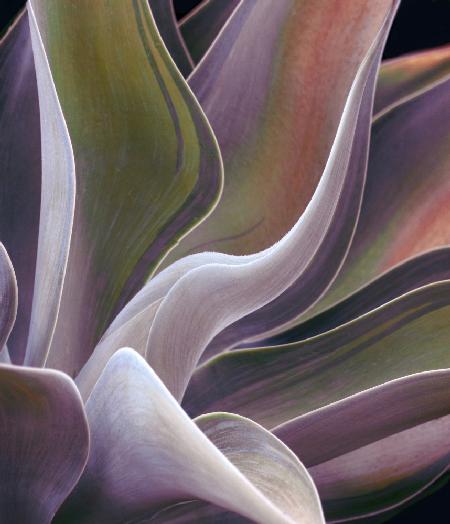 Agave Summer Abstract