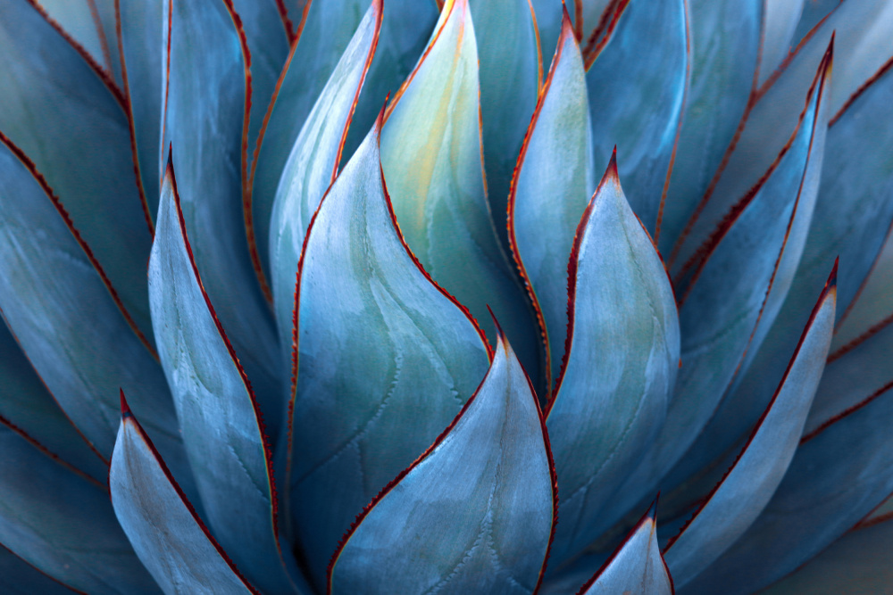 Blue Agave Abstract von Robin Wechsler