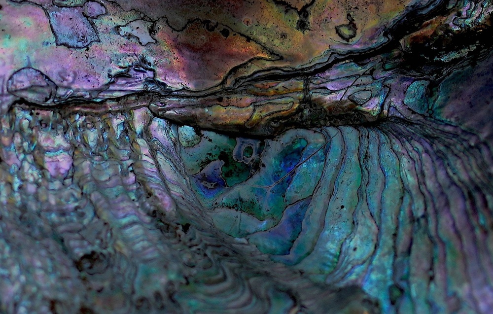 The alligator catches the eel von Robin Wechsler