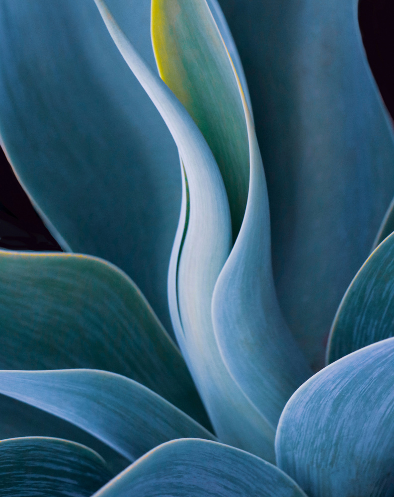 The August Summer Blues von Robin Wechsler