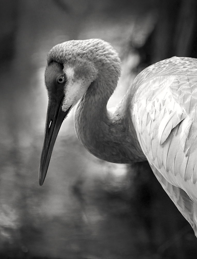 The Sandhill Crane on the pond von Robin Wechsler