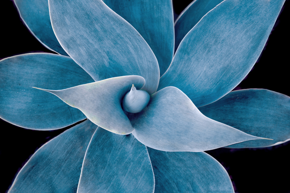 The winter blues 2023 von Robin Wechsler