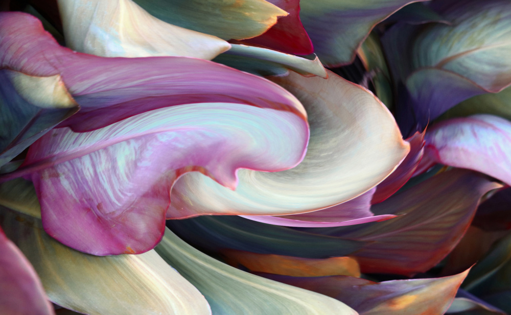 The colors in leaves von Robin Wechsler