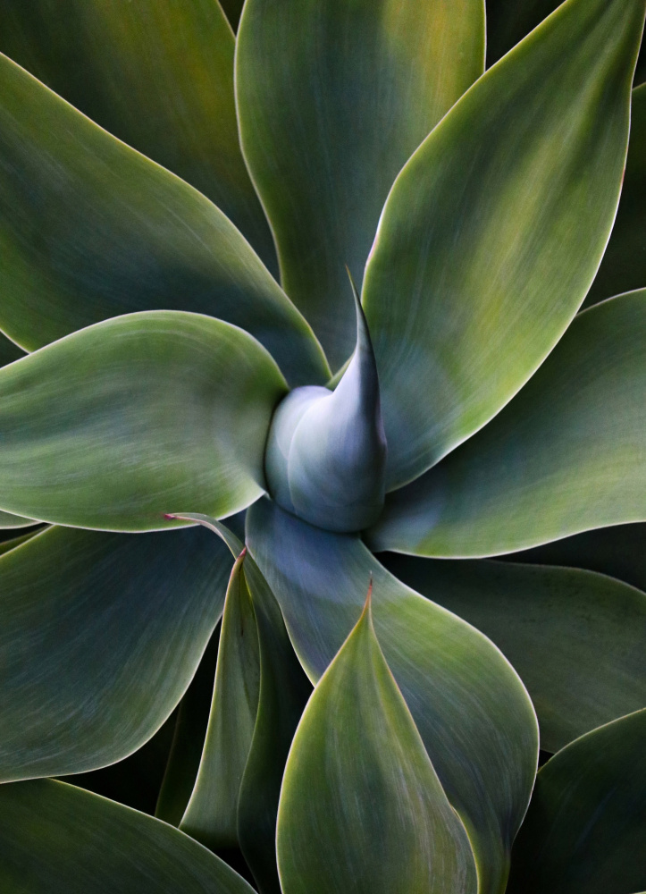 A little bit like a pinwheel von Robin Wechsler