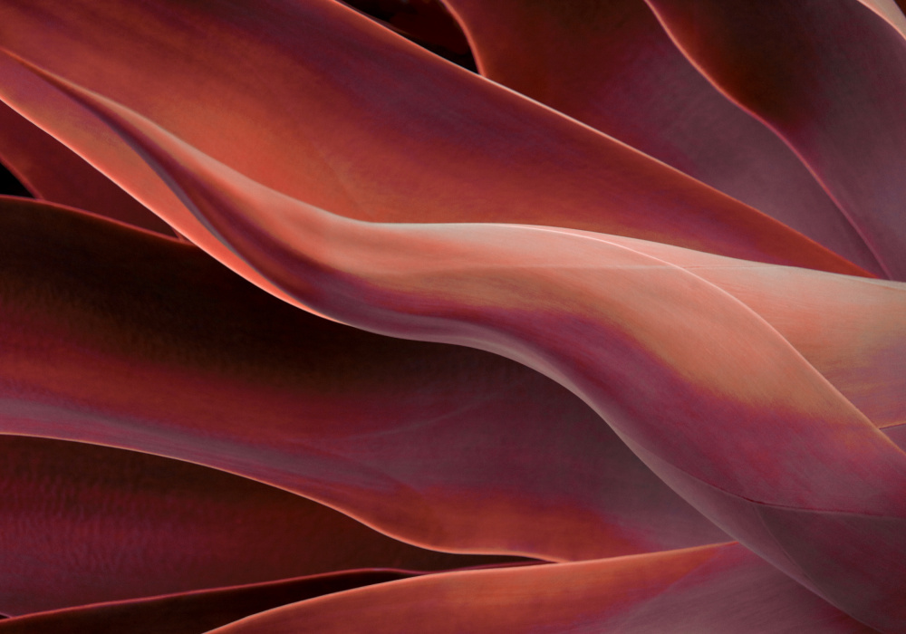 A little bit like flames von Robin Wechsler