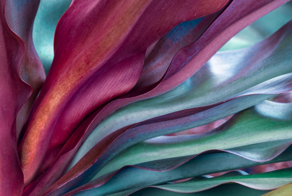 A Maui rainbow succulent botanical abstract von Robin Wechsler