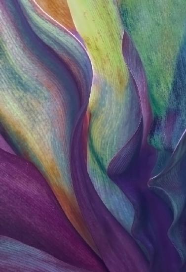 Maui leaf abstract Summer 2023