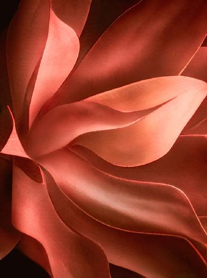 Nature in  cadmium orange