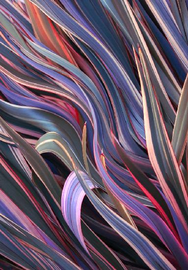 Phormium: New Zealand Flax