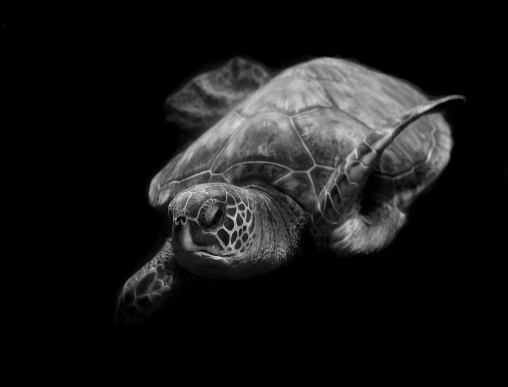 Portrait of a sea turtle in black and white von Robin Wechsler