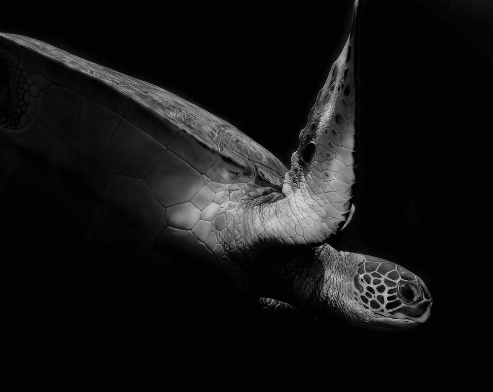 Portrait of a sea turtle in black and white (II) von Robin Wechsler