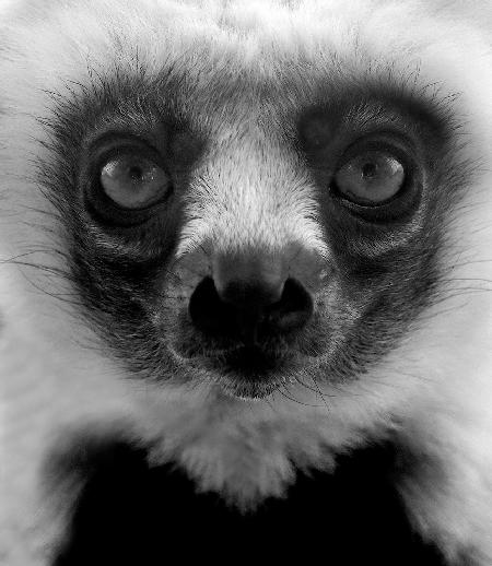 Portrait of a young Lemur.
