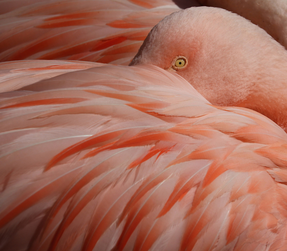 Portrait of a Pink Flamingo von Robin Wechsler