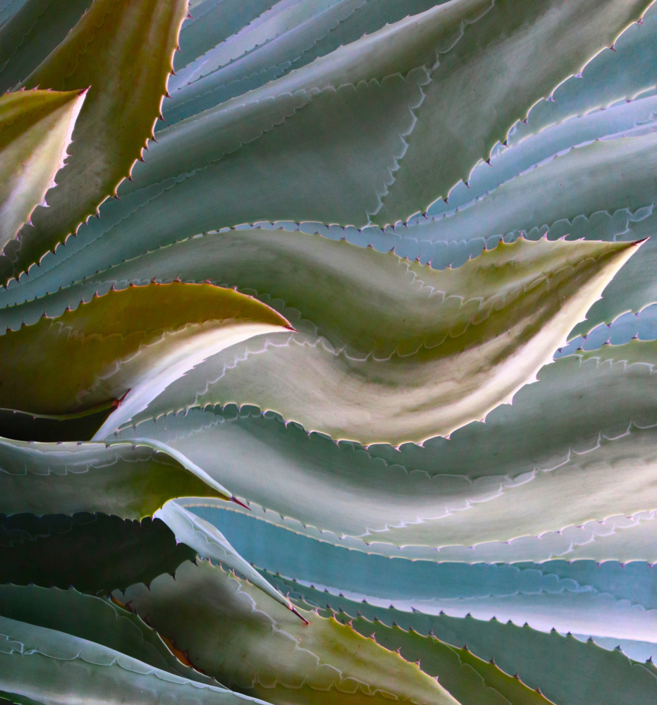 Shades of Late Spring von Robin Wechsler