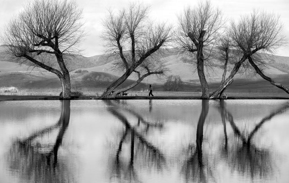 Reflections in the pond von Robin Wechsler