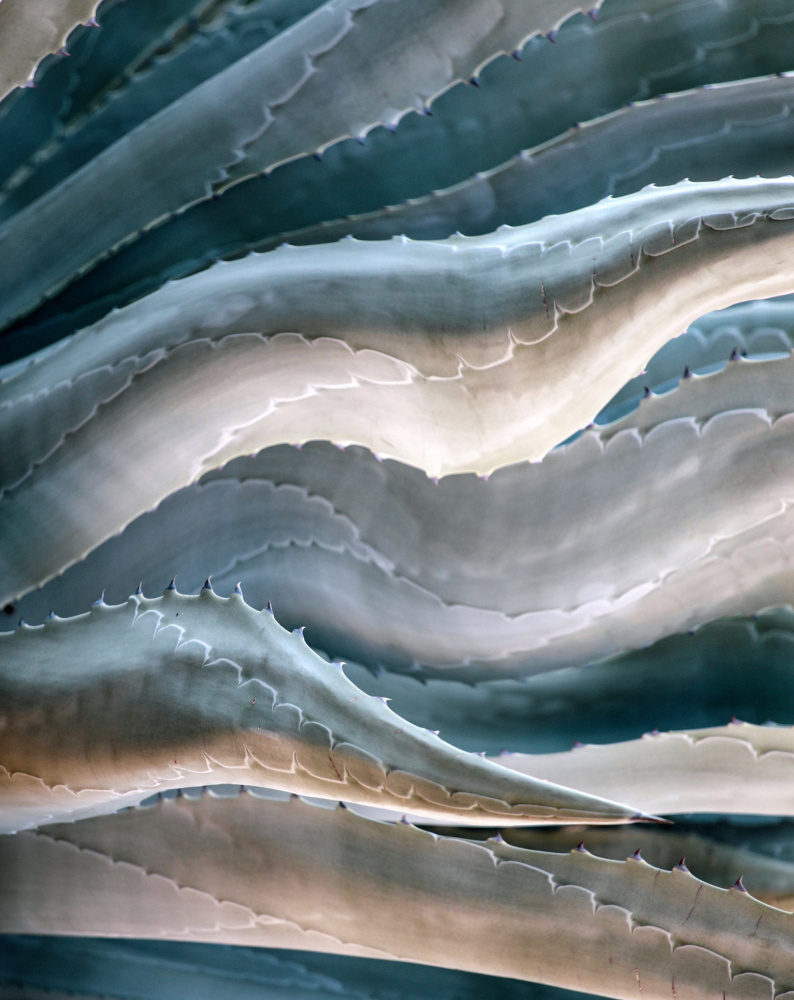 West Coast Waves von Robin Wechsler