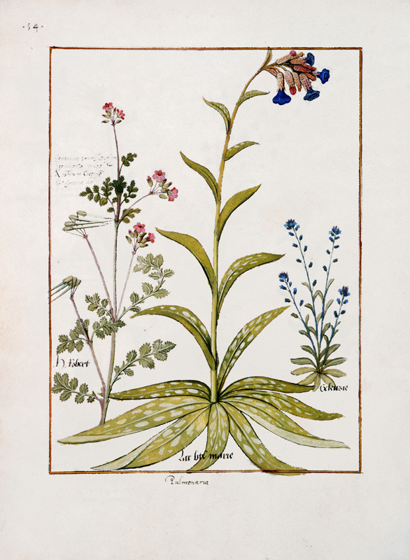 Ms Fr. Fv VI #1 fol.138v Lungwort and Geranium von Robinet Testard