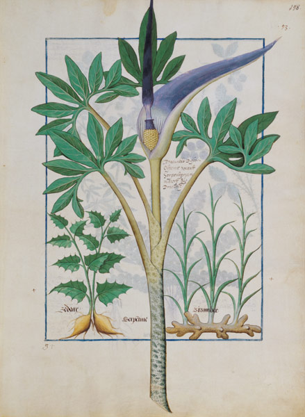 Ms Fr. Fv VI #1 fol.158r Orchid von Robinet Testard