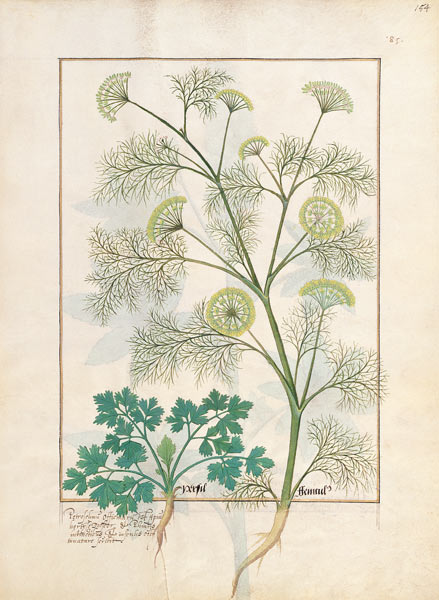 Ms Fr. Fv VI #1 fol.154r Parsley and Fennel von Robinet Testard