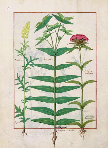 Ms Fr. Fv VI #1 fol. Reseda, Euphorbia and Dianthus