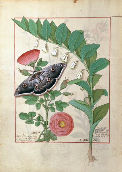 Rose and Polygonatum (Solomon's Seal) illustration from 'The Book of Simple Medicines' by Mattheaus