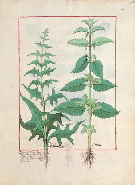 Urticaceae (Nettle Family) Illustration from the 'Book of Simple Medicines' by Mattheaus Platearius