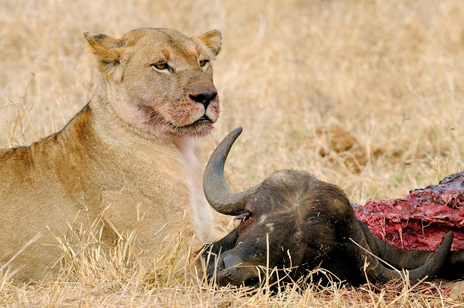 Defeated von Roelof Janssens